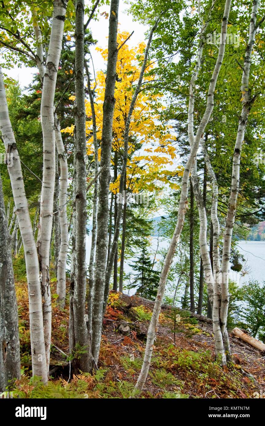 Birch Trees near Road, Cape Breton Island, Nova Scotia, Canada Stock