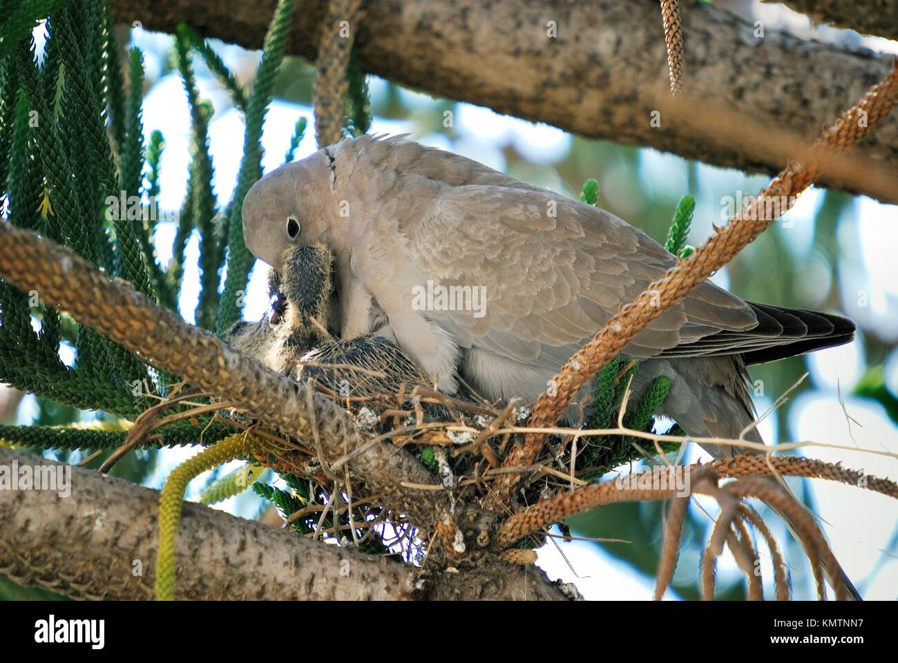 eurasian-collared-dove-nest-hi-res-stock-photography-and-images-alamy