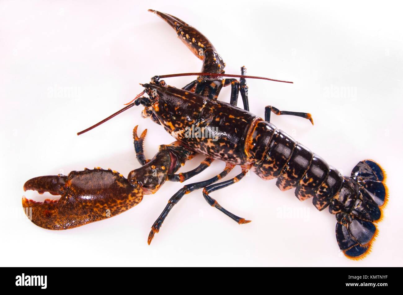 Lobster trap and fish tail hires stock photography and images Alamy