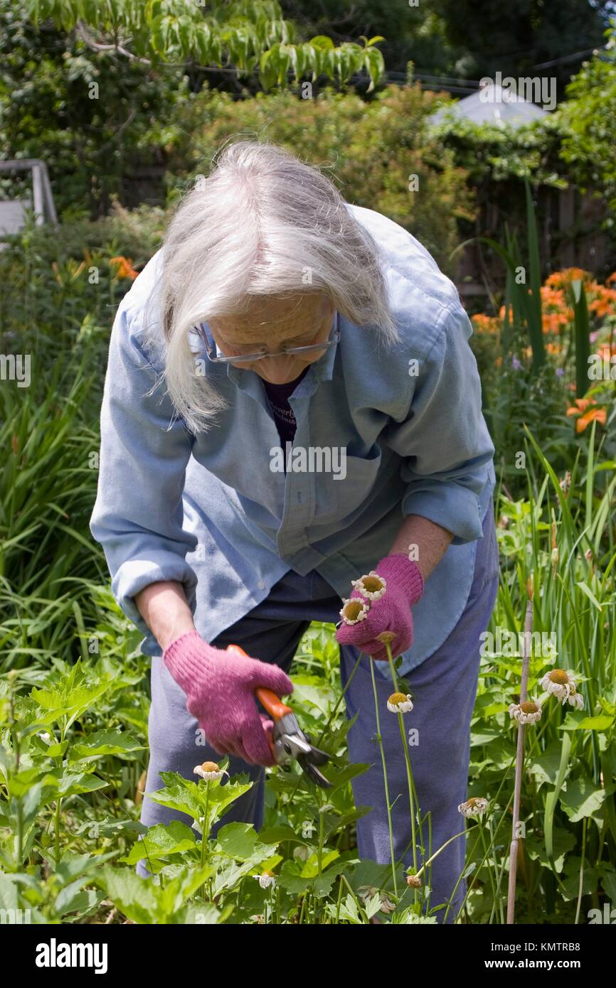 Woman working in her garden Stock Photo - Alamy