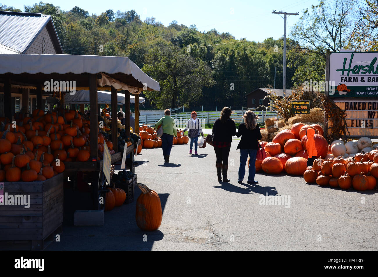 Pumpkins and squashes for sale at Hershberger's Farm and Bakery near