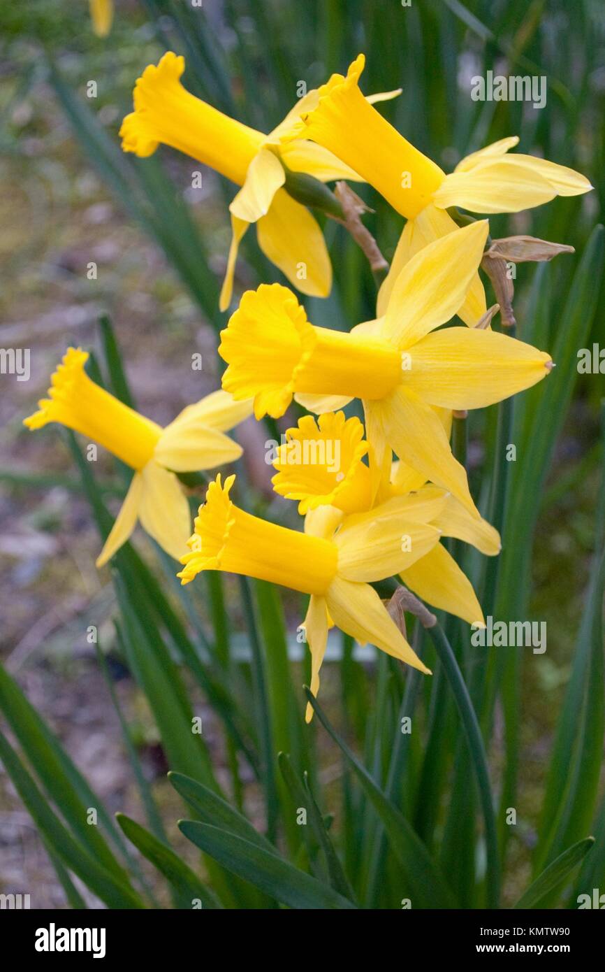 A group of daffodils called peeping tom Stock Photo Alamy