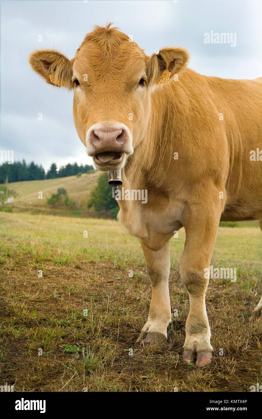 Speaking cow. Beruete. Navarra. Spain Stock Photo Alamy