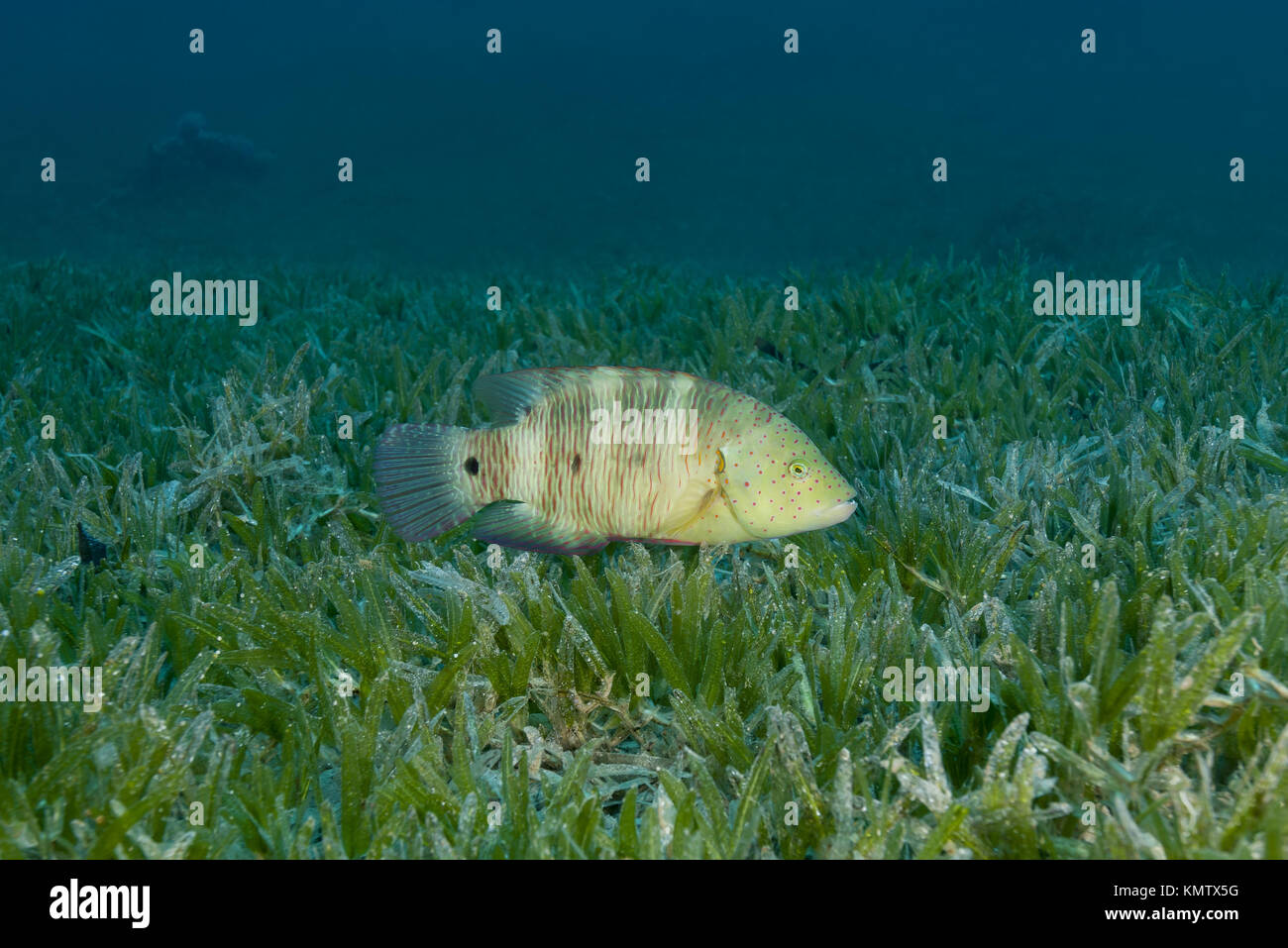 Abudjubbe (Cheilinus abudjubbe) swim over sea grass Stock Photo