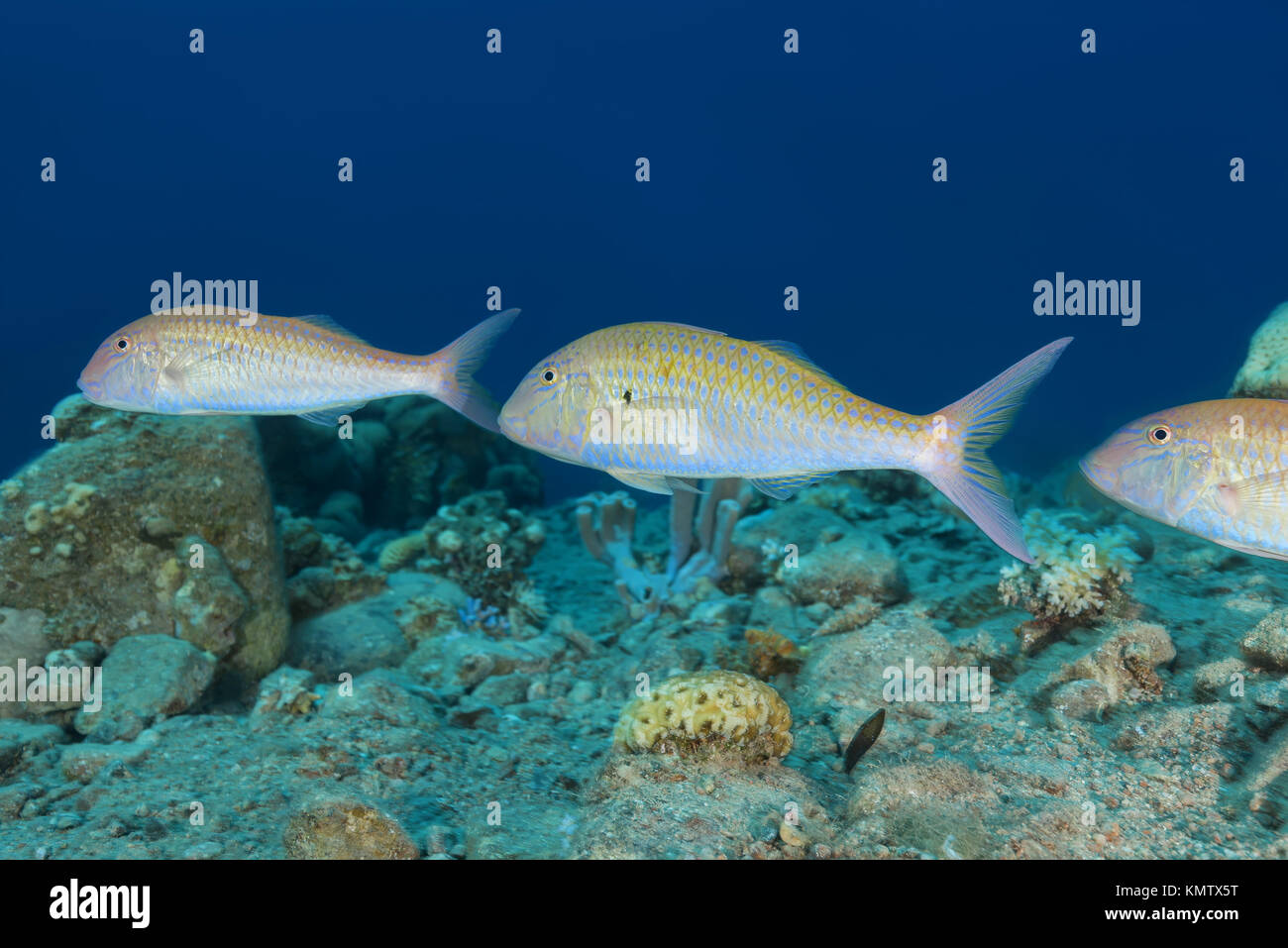 group of Cinnabar Goatfish (Parupeneus heptacanthus) Stock Photo