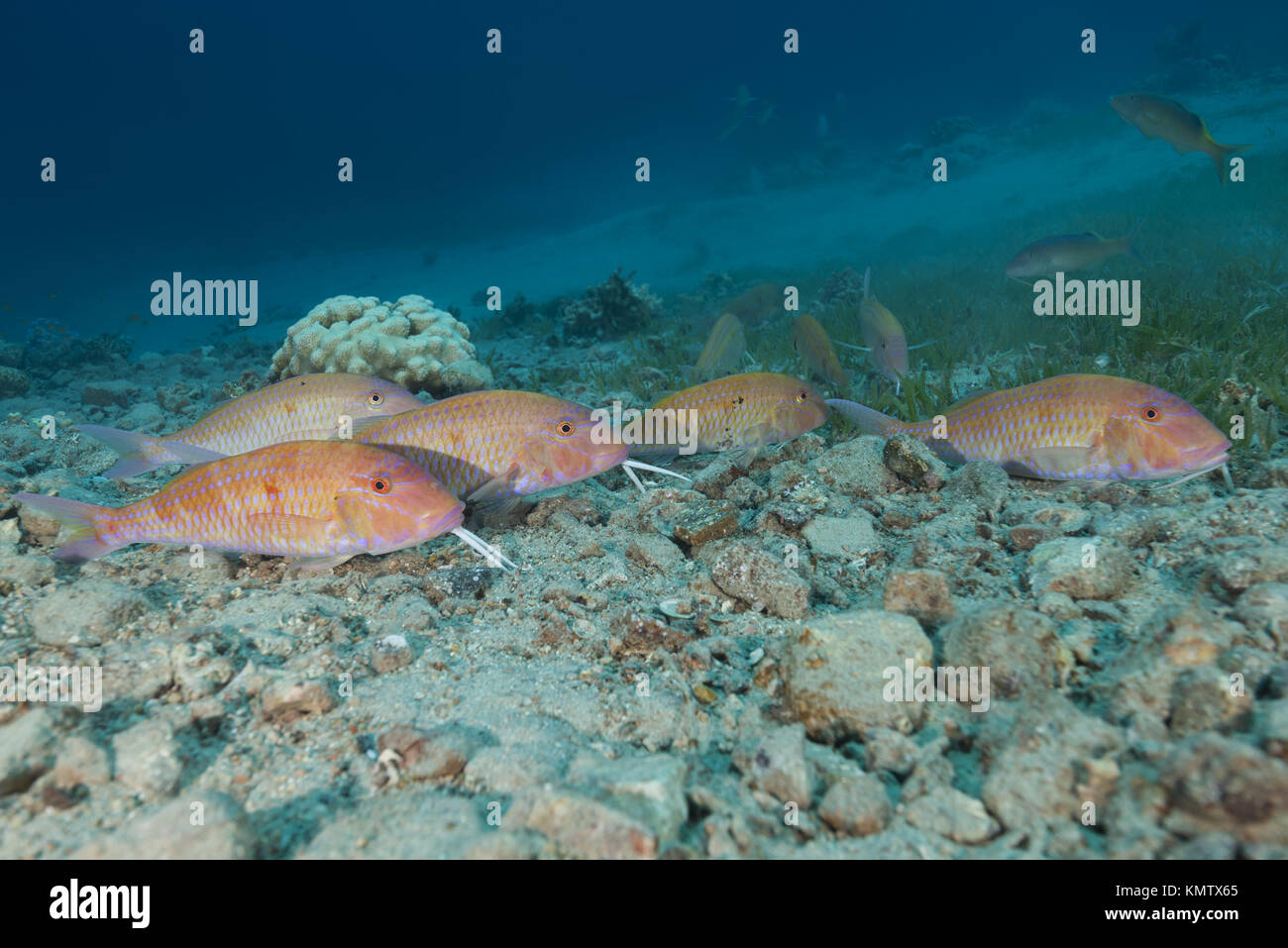 group of Cinnabar Goatfish (Parupeneus heptacanthus) Stock Photo