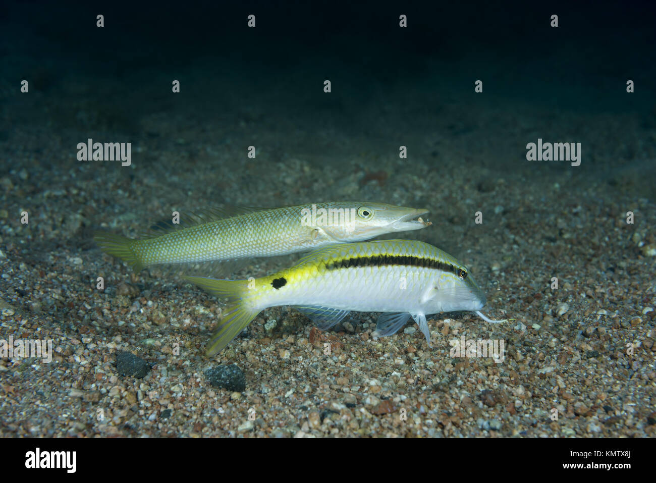 Cigar Wrasse (Cheilio inermis) and Red Sea goatfish (Parupeneus forsskali) over sandy bottom Stock Photo