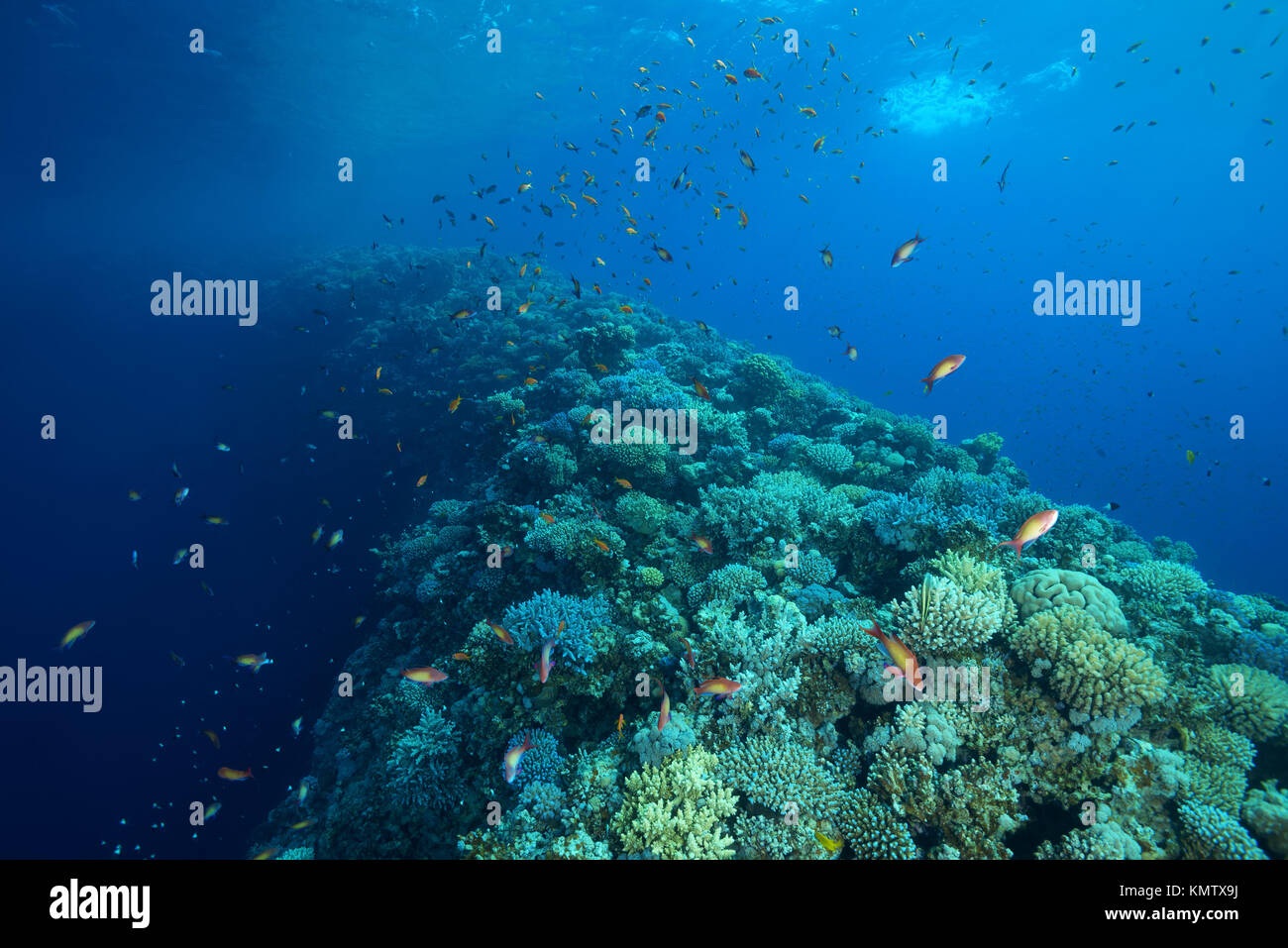 The outer coral wall (shallow bank called 'The Saddle') separating the Blue Hole from the open sea Stock Photo