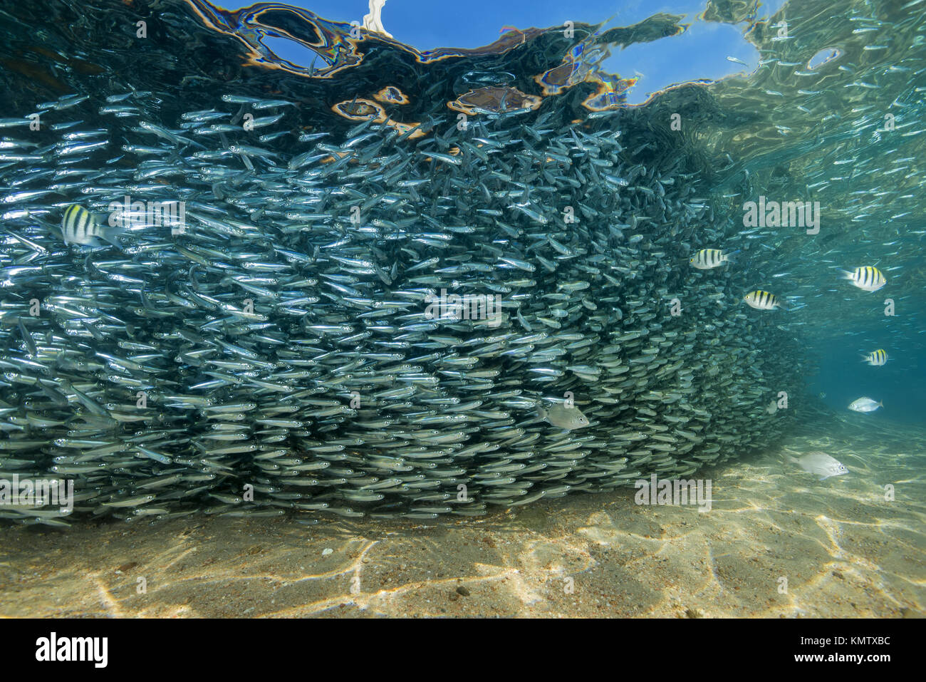 Massive school of fish in shallow water Stock Photo