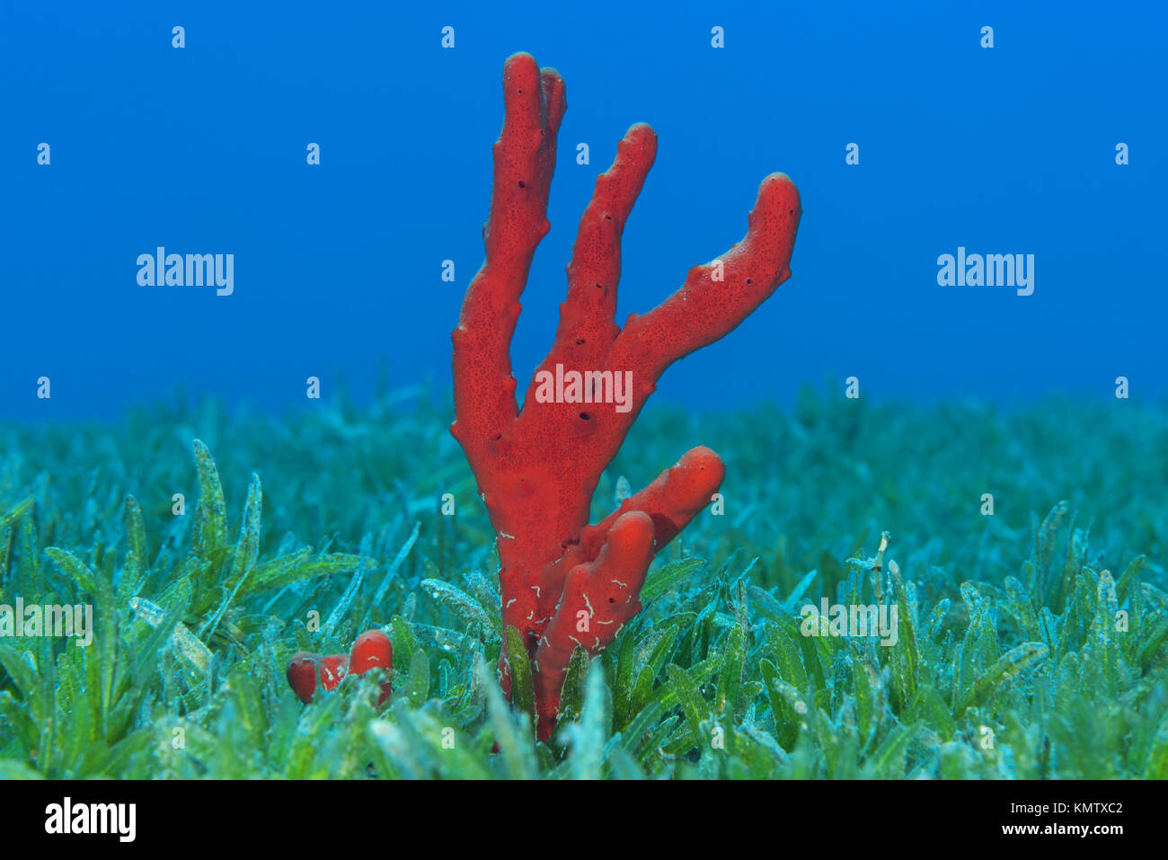 Red toxic fingersponge (Negombata magnifica) in the sea grass Stock Photo Alamy