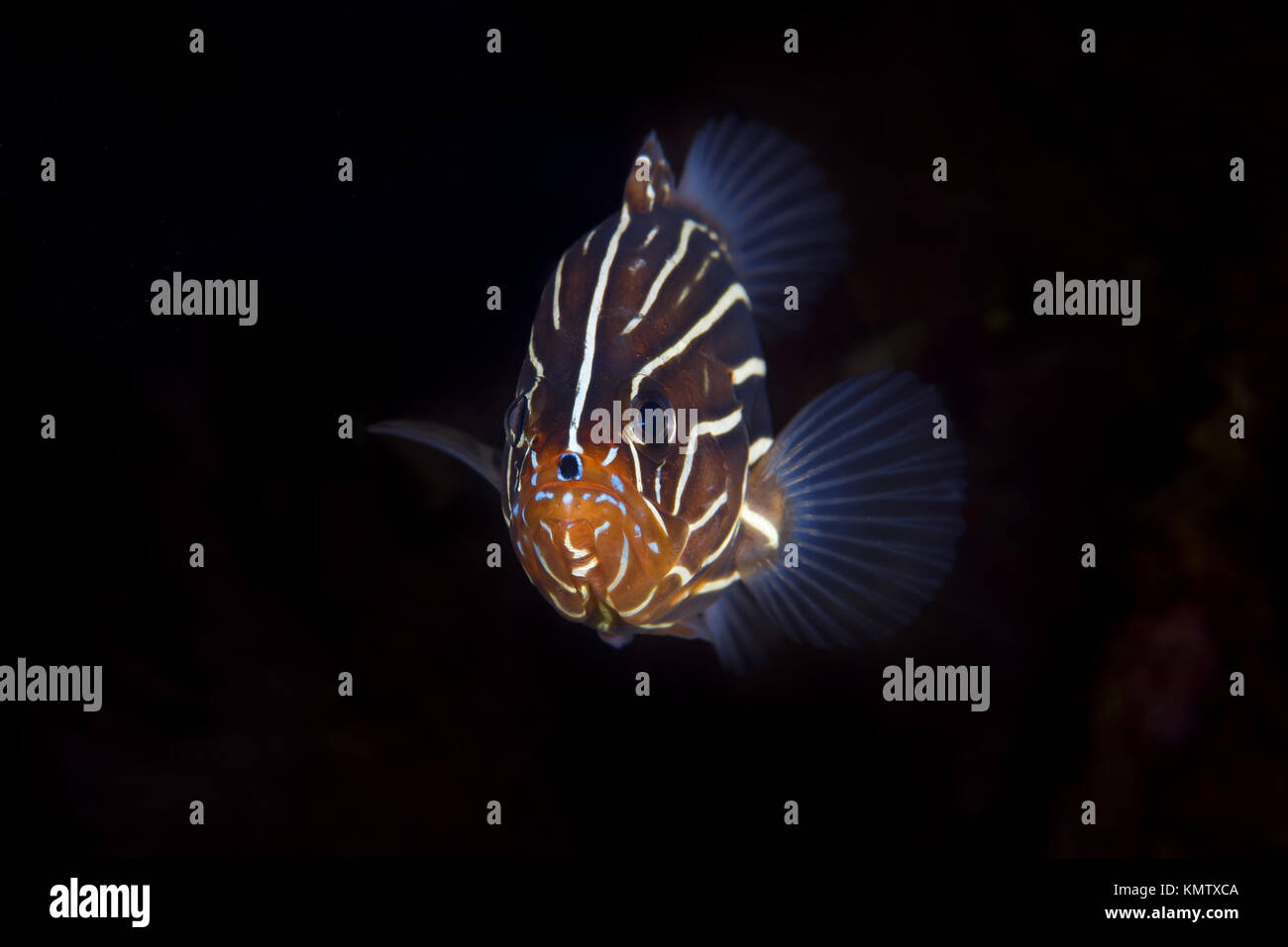 Sixline Soapfish (Grammistes sexlineatus) Stock Photo