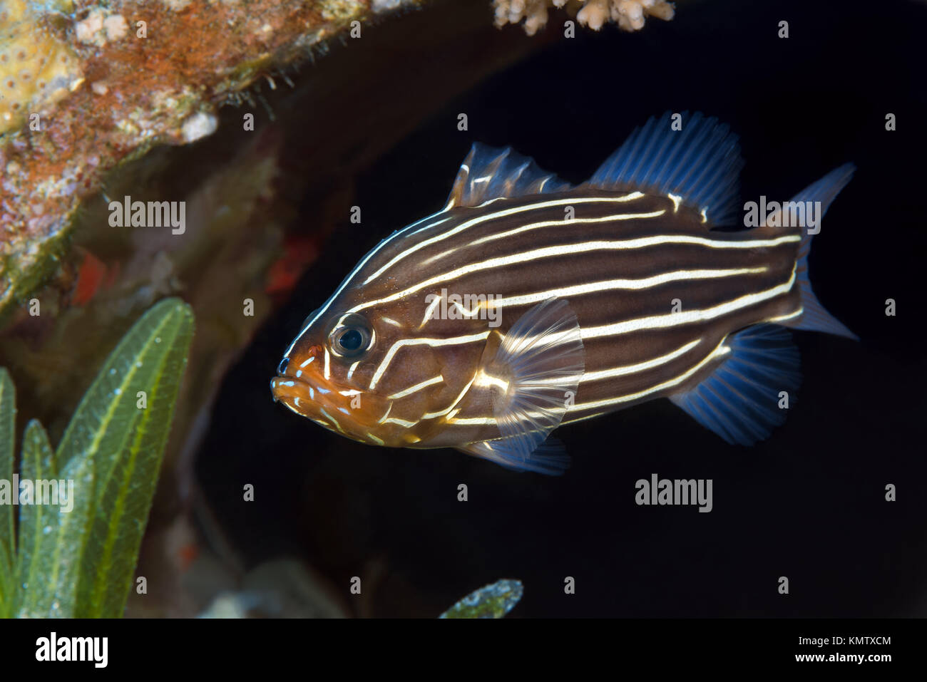 Sixline Soapfish (Grammistes sexlineatus) Stock Photo