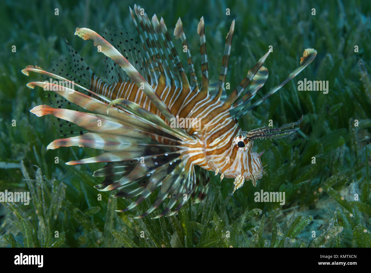 poisonous fish Red Lionfish (Pterois volitans) swim over bottom with sea grass in shallow water Stock Photo