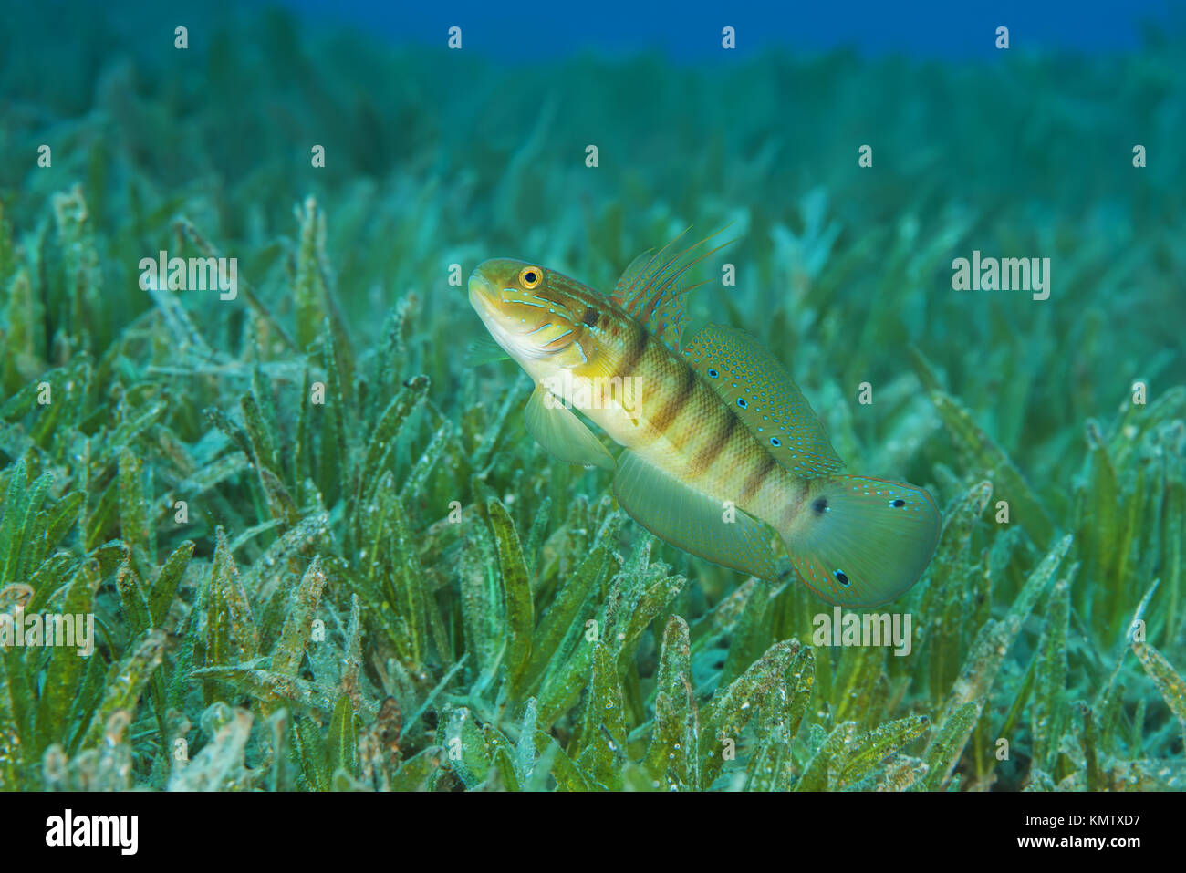 Whitelined Goby (Amblygobius albimaculatus) protects nest built in the seagrass, Red sea, Dahab, Egypt Stock Photo