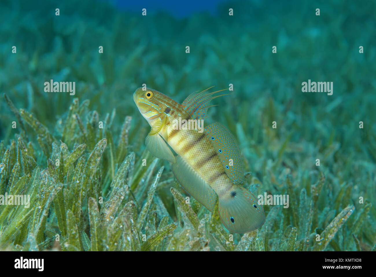 Whitelined Goby (Amblygobius albimaculatus) protects nest built in the seagrass, Red sea, Dahab, Egypt Stock Photo