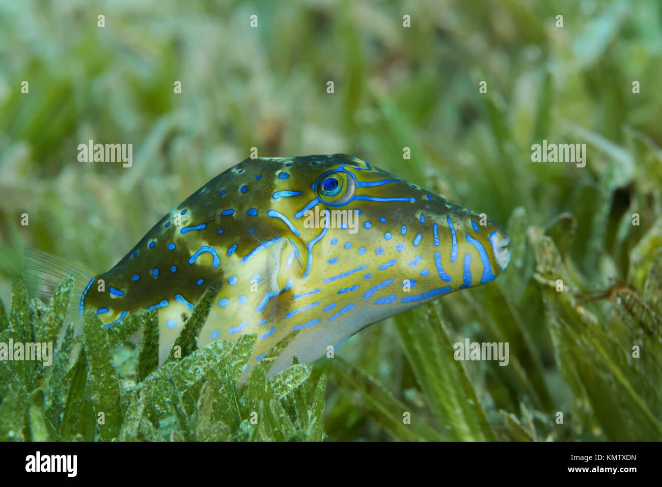 Crowned Puffer (Canthigaster coronata) swim over sea grass Stock Photo