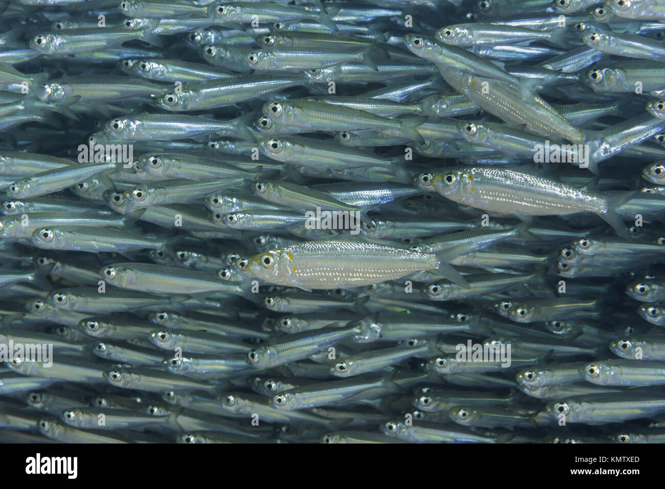 Massive school of fish Stock Photo