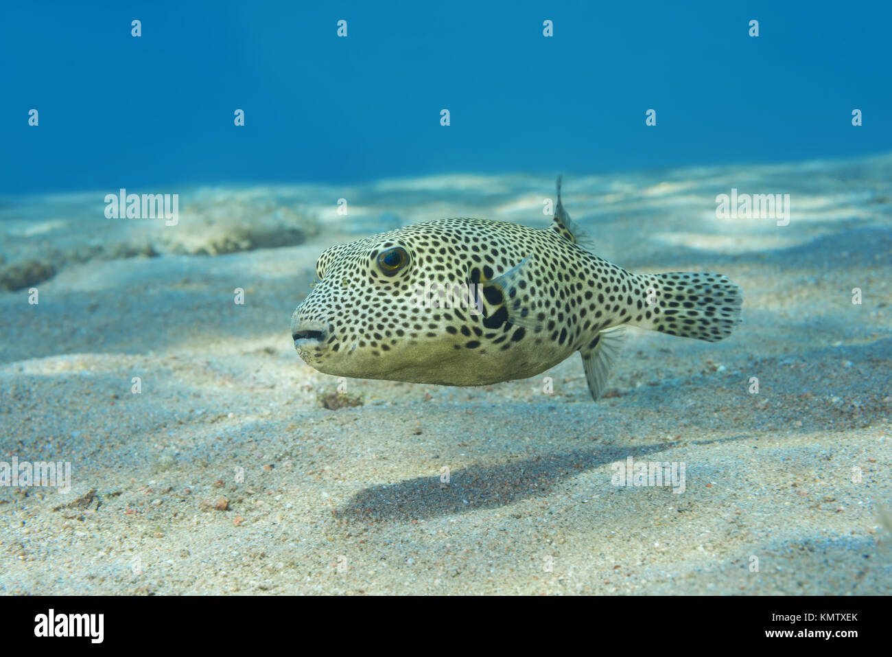 young Star Pufferfish (Arothron stellatus) swim over sandy bottom Stock Photo