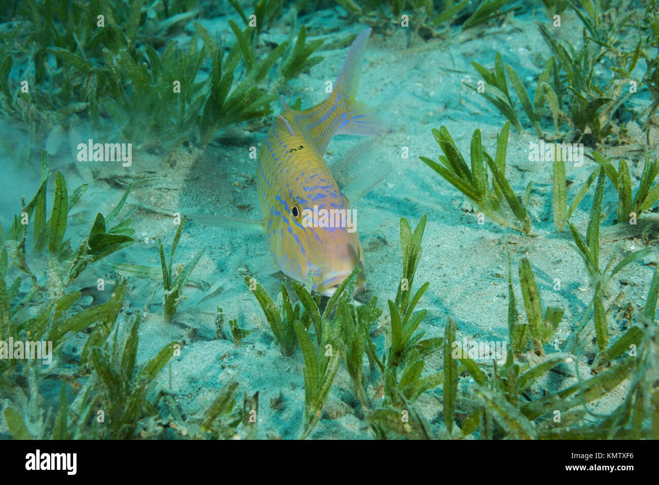 Cinnabar Goatfish (Parupeneus heptacanthus) hiding in the sea grass Stock Photo