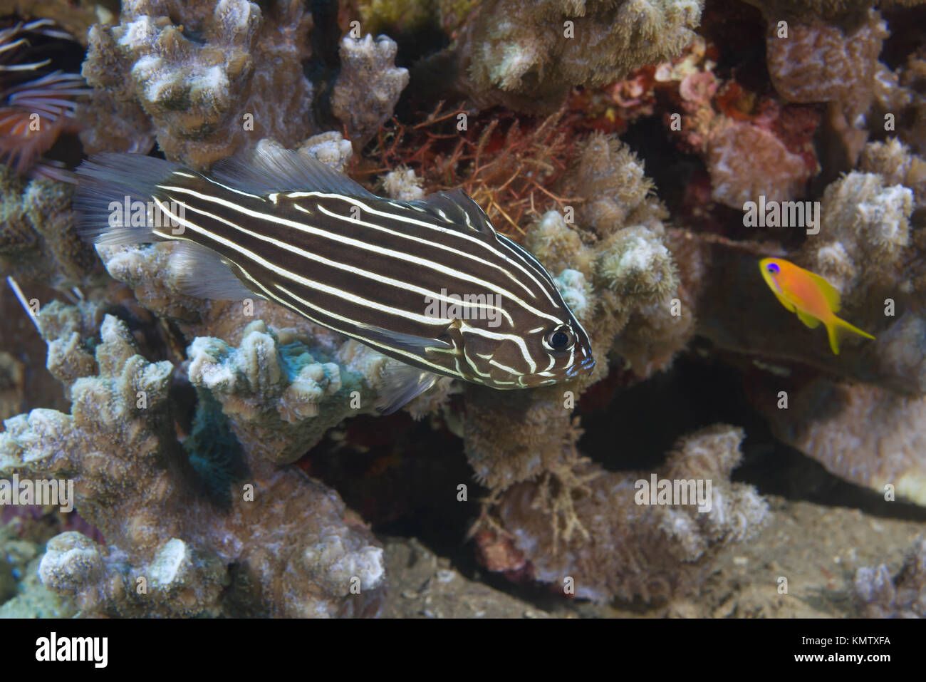 Sixline Soapfish (Grammistes sexlineatus) near coral reef Stock Photo