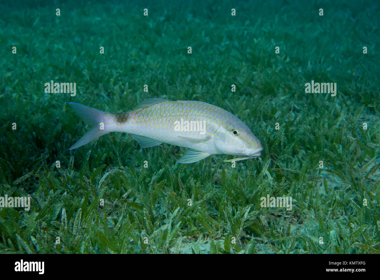 Twospot Goatfish (Parupeneus rubescens) swim over sea gras Stock Photo