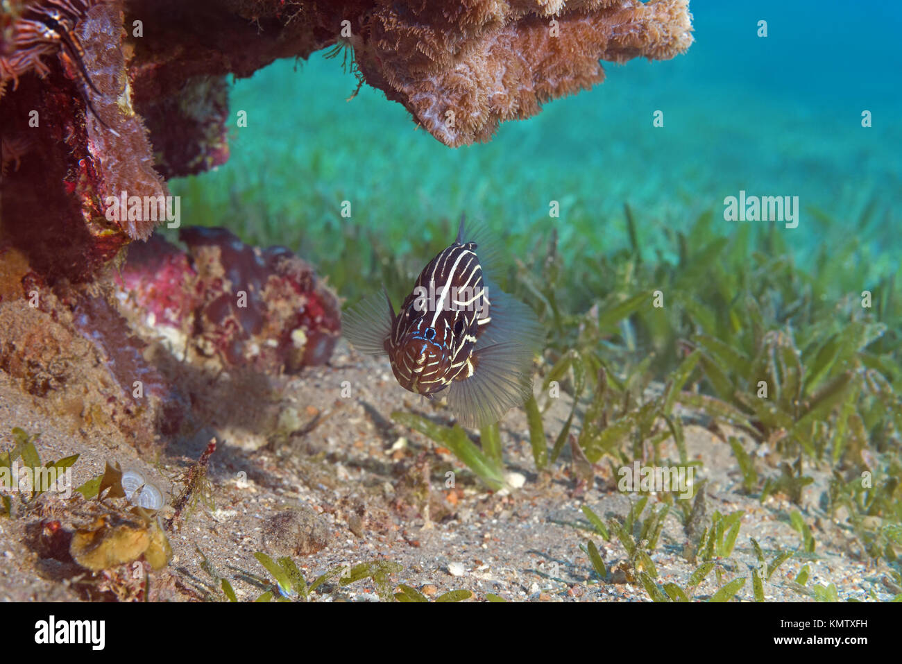 Sixline Soapfish (Grammistes sexlineatus) under coral reef Stock Photo