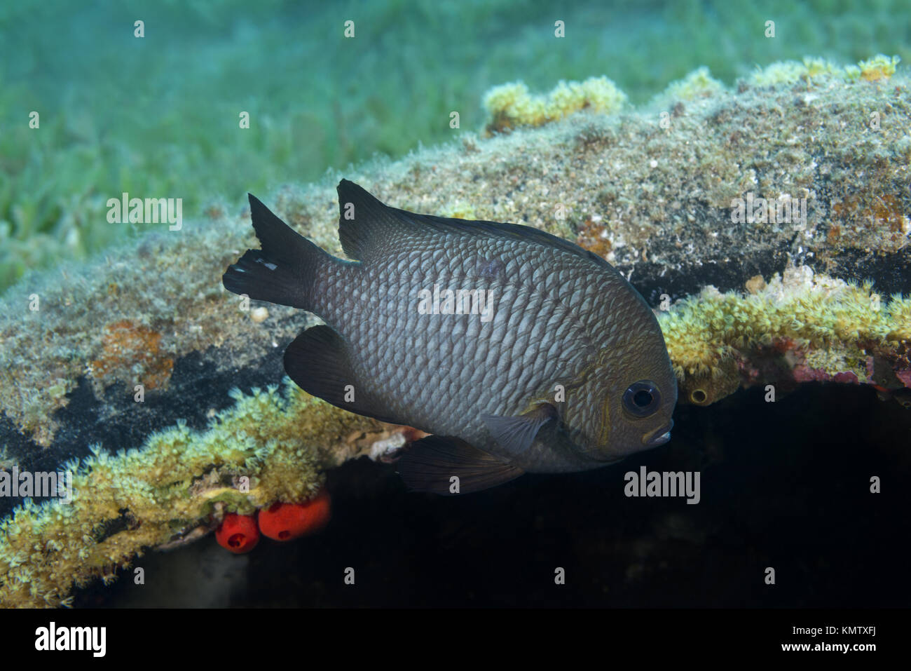 Grey Humbug (Dascyllus marginatus) neartire - artificial reef Stock Photo