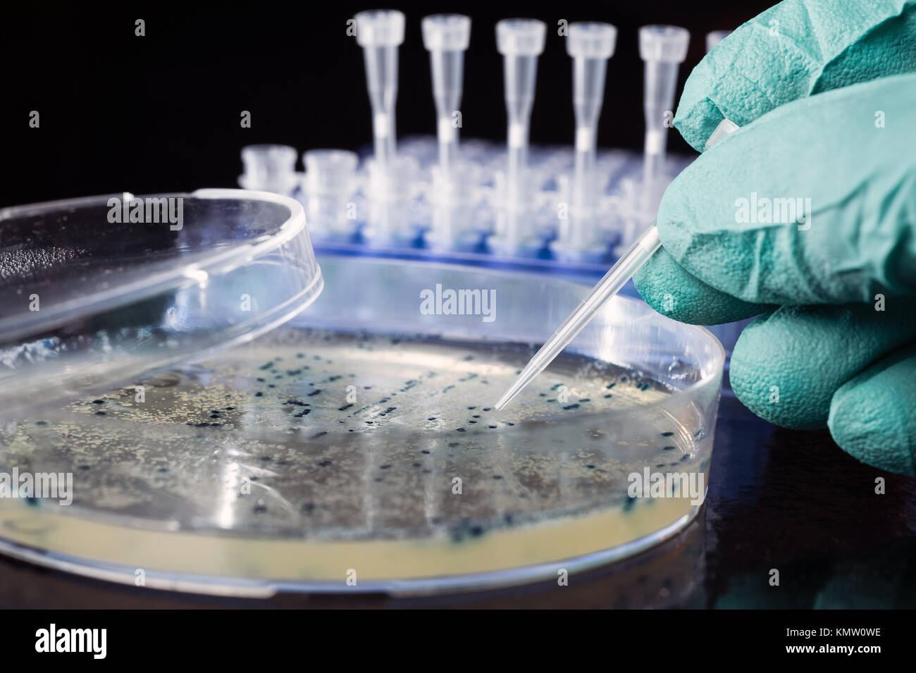 Bacterial colony picking for DNA cloning Stock Photo