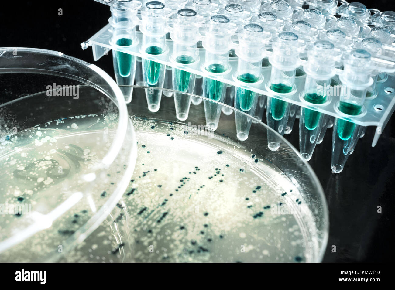Bacterial colonies for cloning of transgenic vector into plasmid DNA Stock Photo