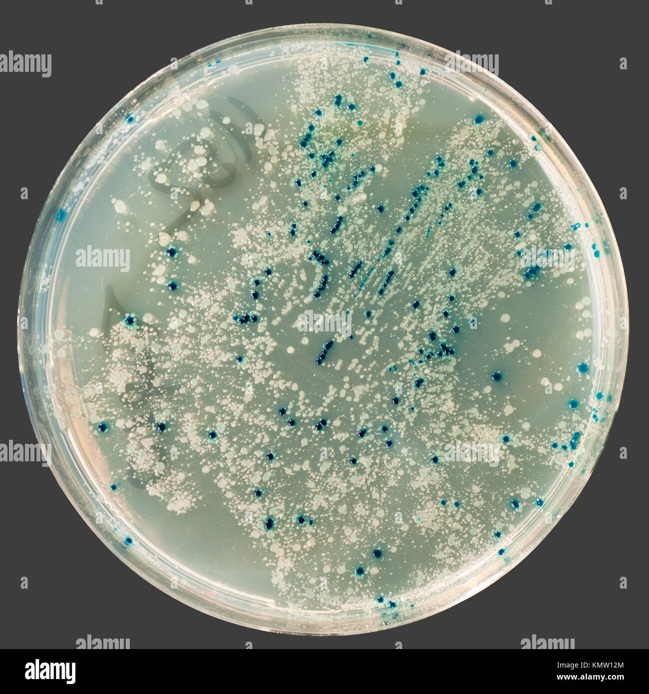 Agar plate with bacterial colonies for plasmid vector cloning, isolated on grey Stock Photo