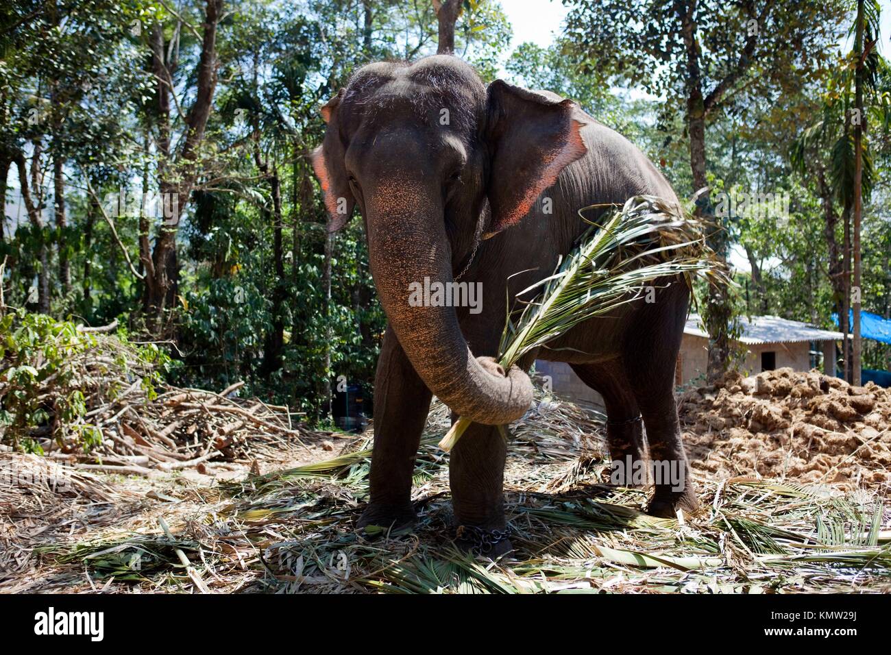 Domestic Elephant in kerala state in india Stock Photo - Alamy