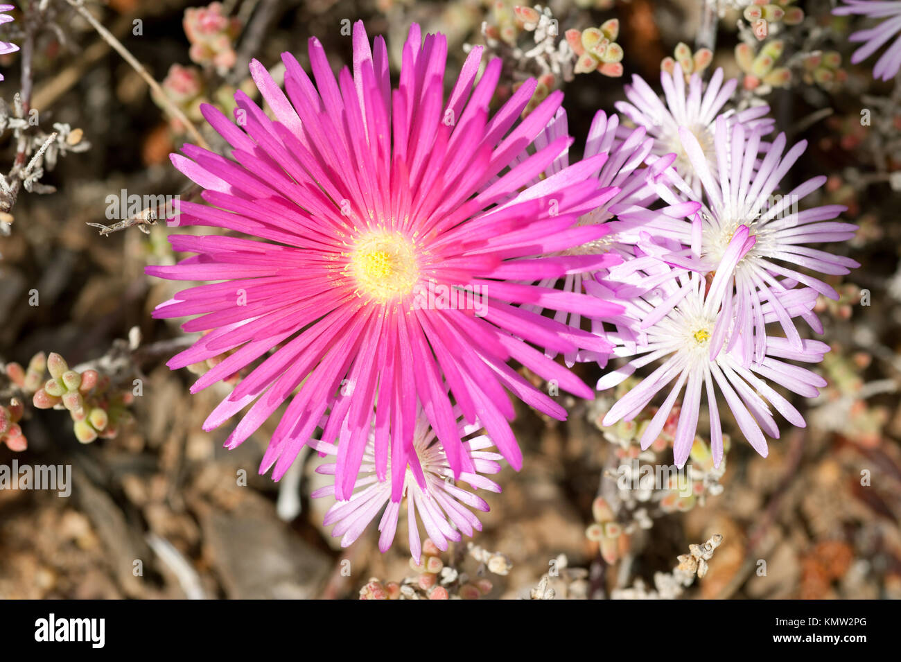 Closeup on dewflowers (drosanthemum speciosum) Stock Photo