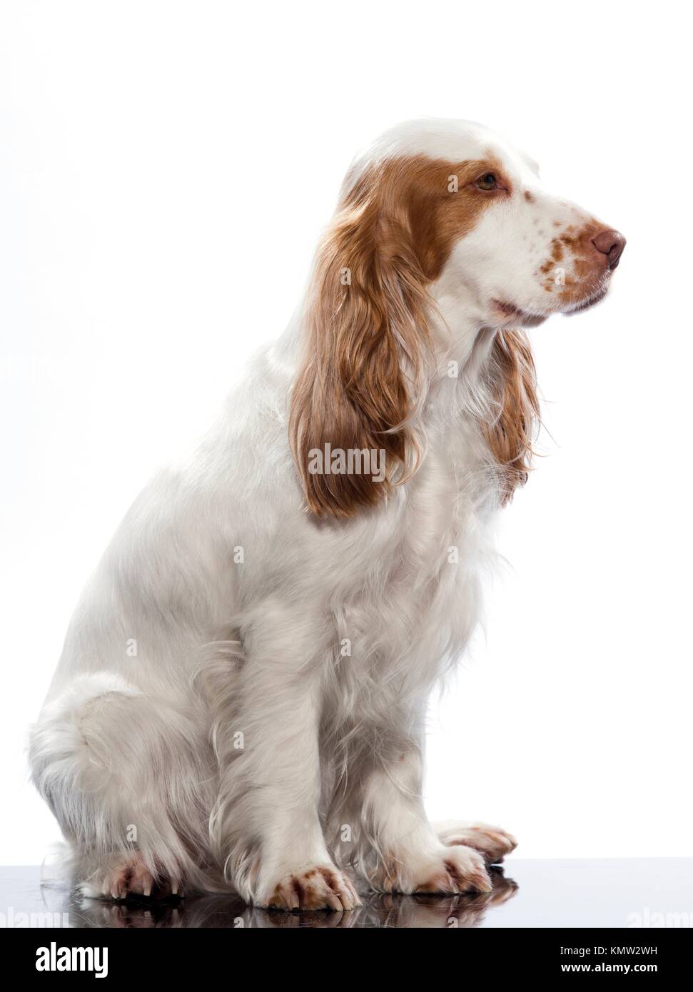 Red English Cocker Spaniel On Studio White Background Stock Photo Alamy