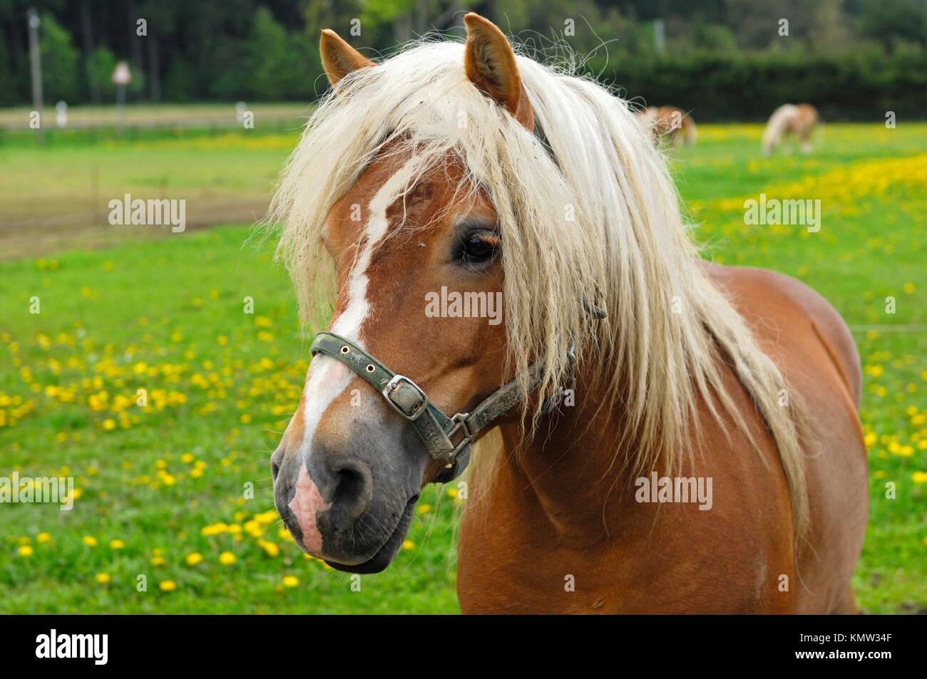Haflinger Horse Equus caballus, stallion on a meadow Stock Photo