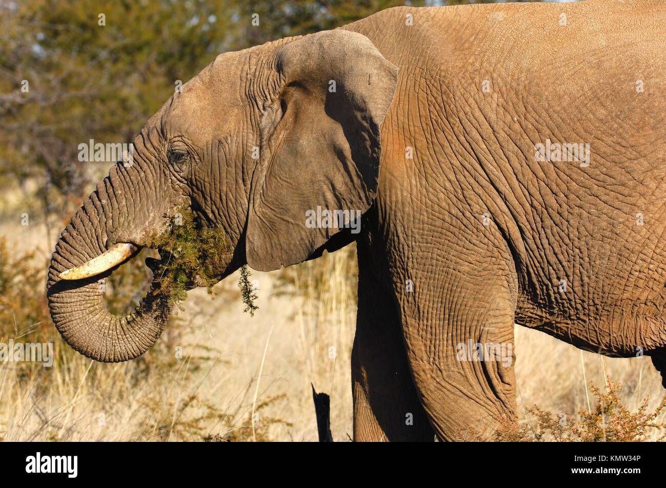 African Elephant foraging on thorn bush branches, Madikwe Game Reserve, South Africa Stock Photo