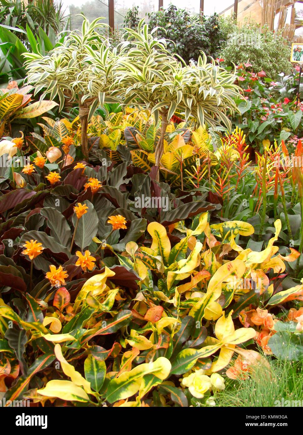 Houseplants in a garden center Stock Photo Alamy