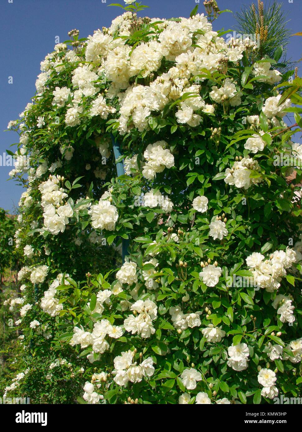 White creeping rose hi-res stock photography and images - Alamy