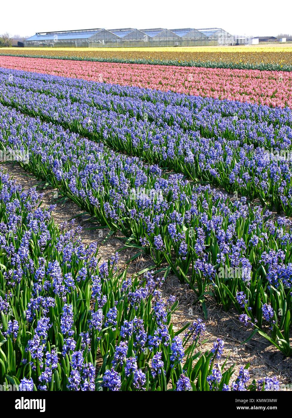 Lisse, Holanda Hyacinths Hyacinthus hybr Stock Photo