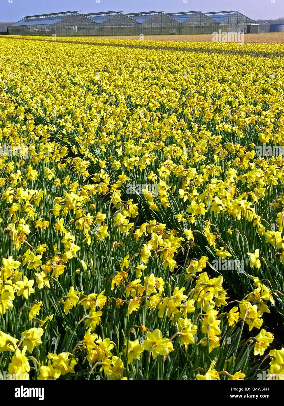 Lisse, Holanda Daffodils Narcissus hybr Stock Photo