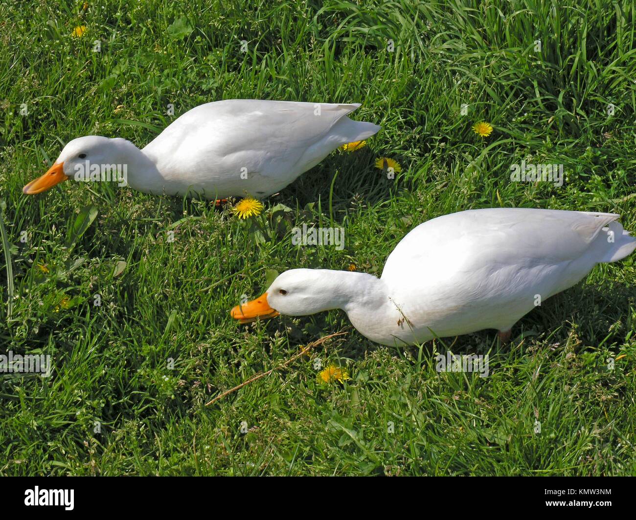Netherlands duck hi-res stock photography and images - Alamy