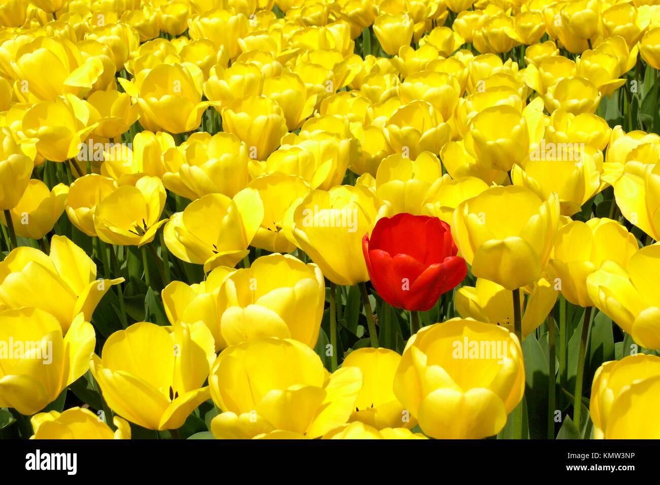Lisse Holland Tulips Tulipa hybr Stock Photo Alamy