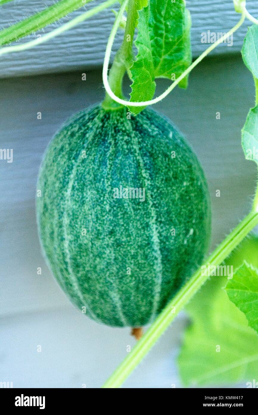 A Cantaloupe growing on a raised trellis Stock Photo Alamy