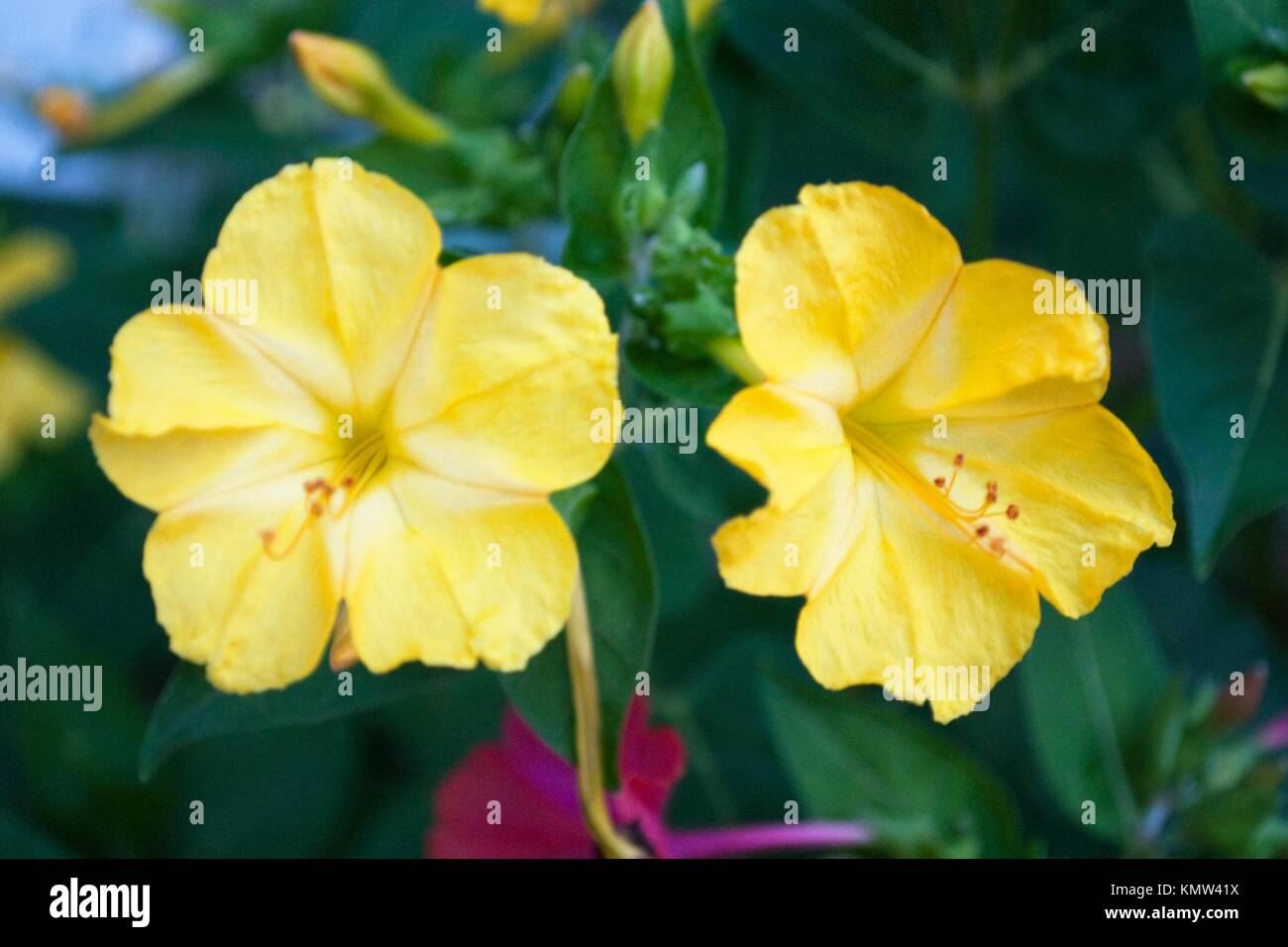 Two yellow Four O´Clock flowers Stock Photo Alamy