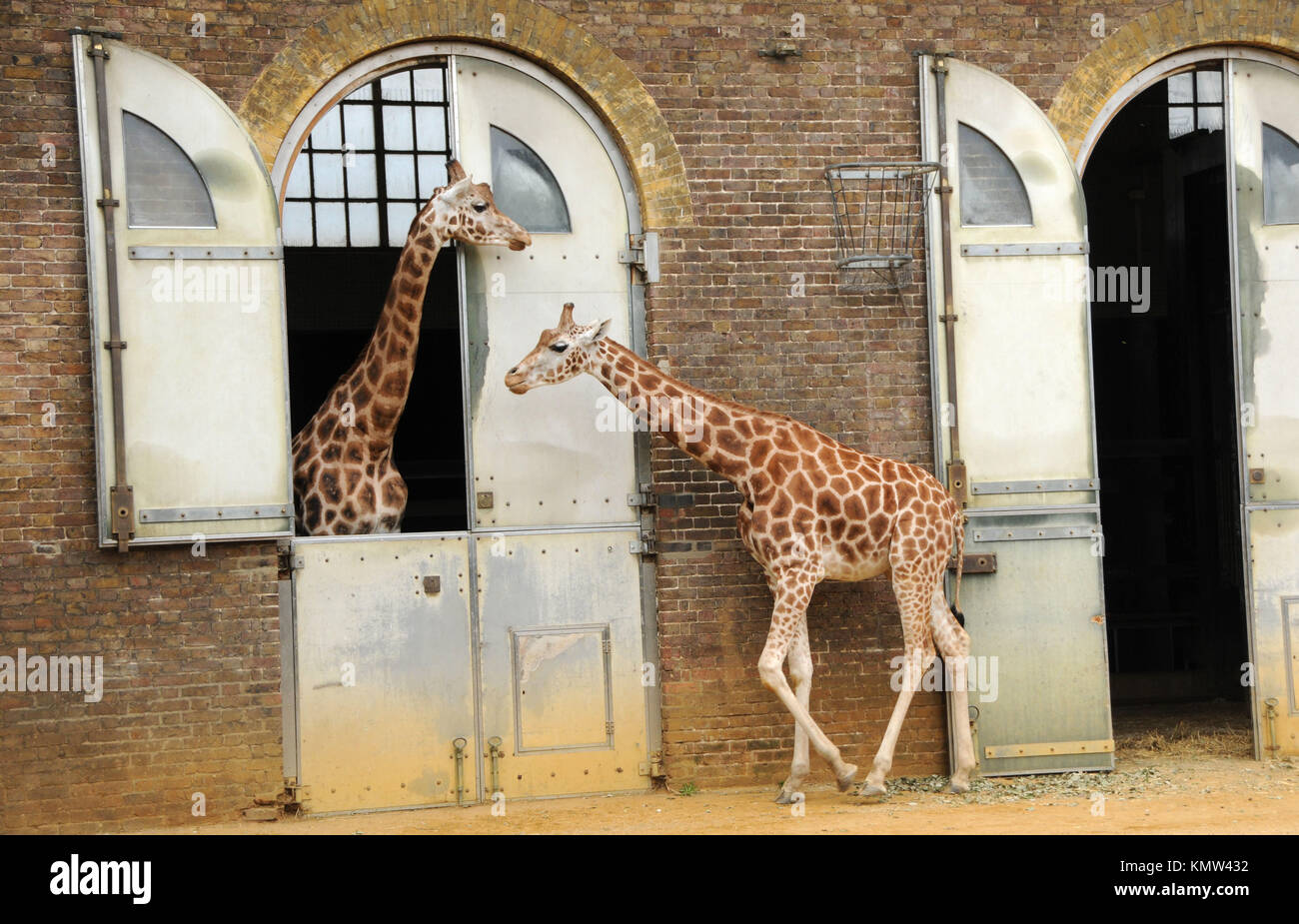 A general view of atmosphere of Giraffes at London Zoo on April 7, 2011 in London, England