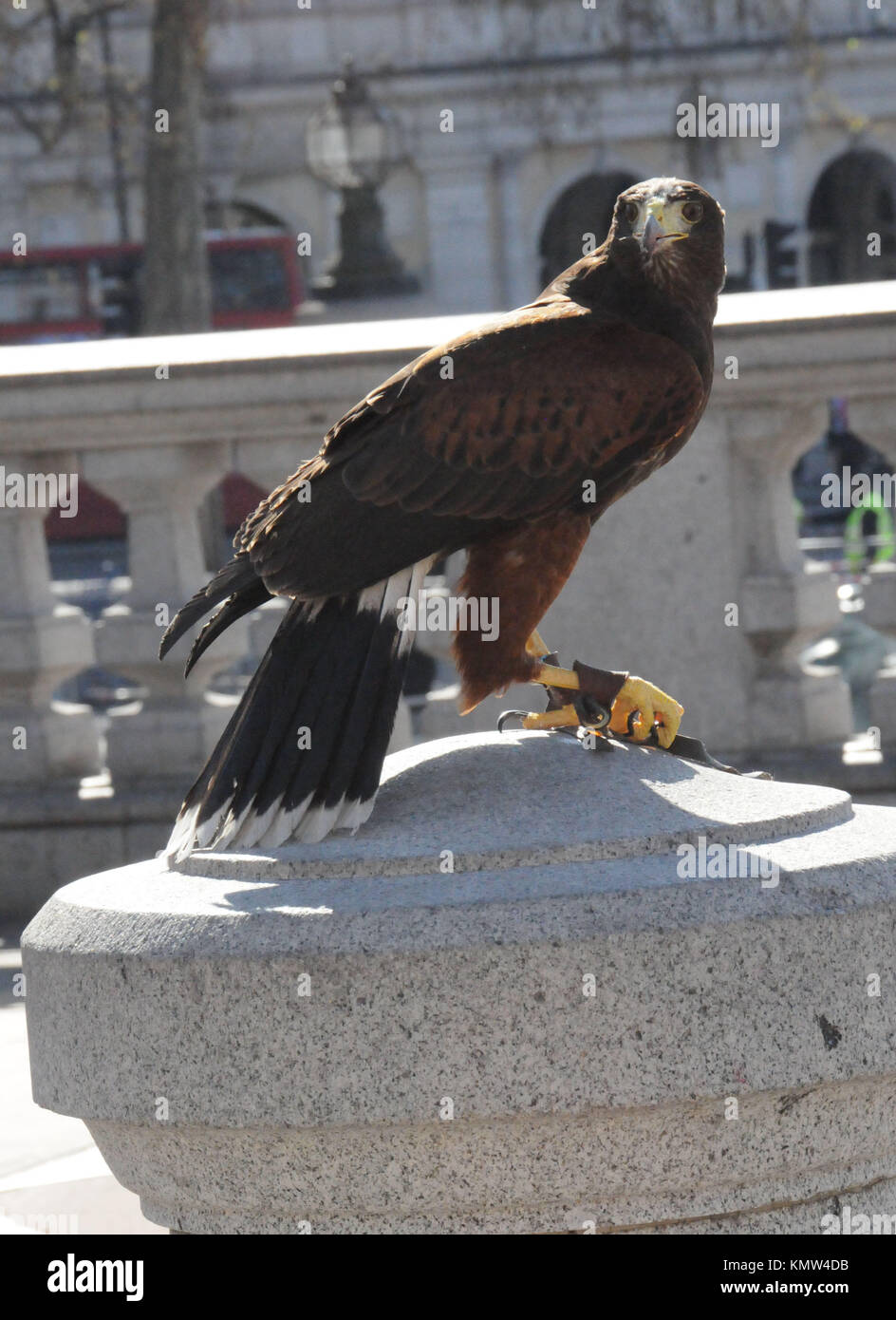 A harris hawk in Trafalgar Square on April 7, 2011 in London, England. Photo by Barry King/Alamy Stock Photo Stock Photo