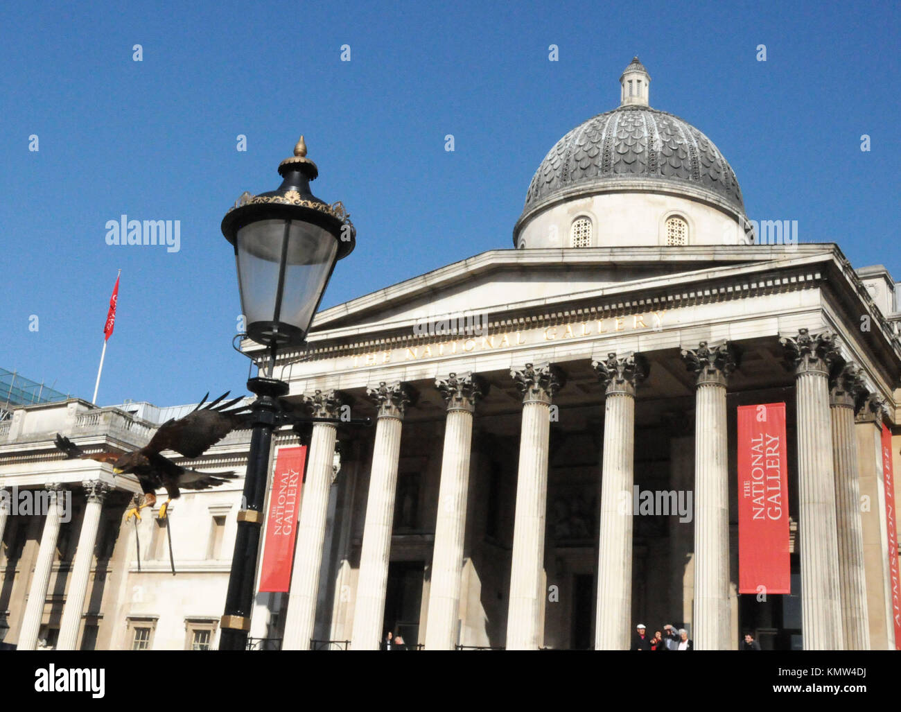 A harris hawk in Trafalgar Square on April 7, 2011 in London, England. Photo by Barry King/Alamy Stock Photo Stock Photo