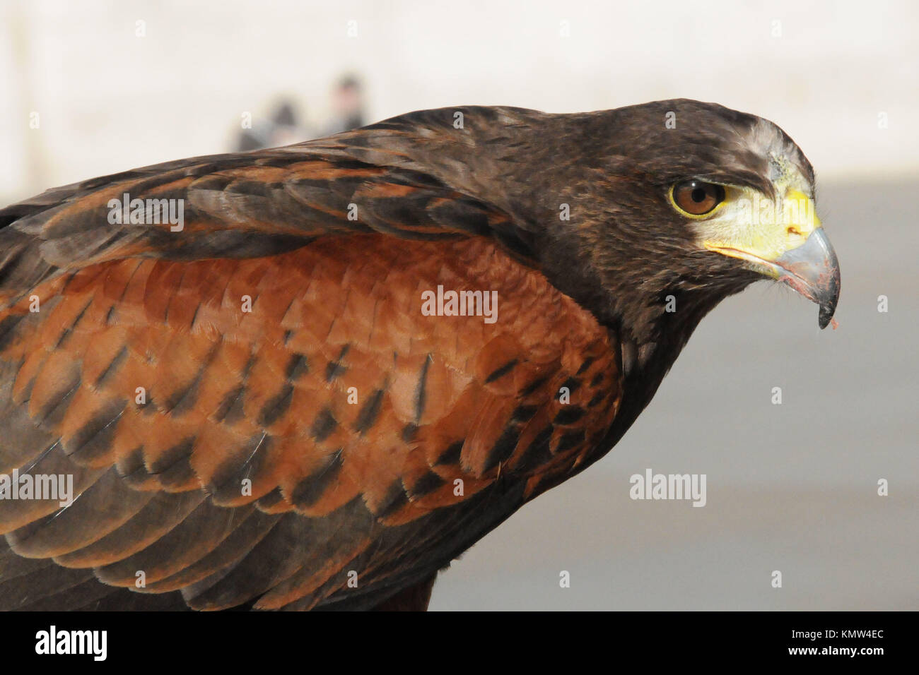 A harris hawk in Trafalgar Square on April 7, 2011 in London, England. Photo by Barry King/Alamy Stock Photo Stock Photo