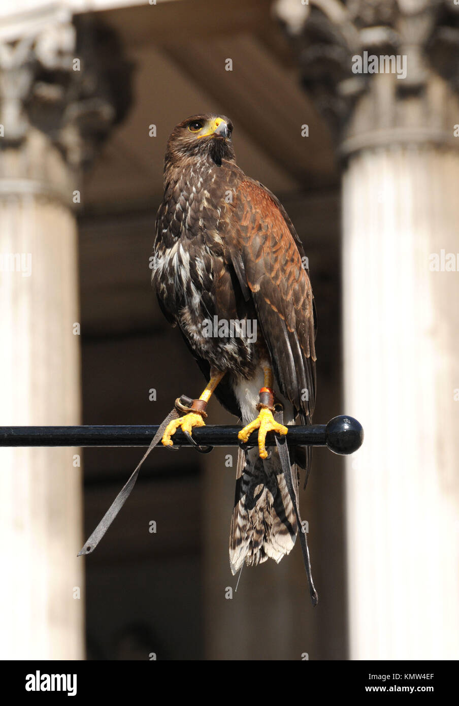 A harris hawk in Trafalgar Square on April 7, 2011 in London, England. Photo by Barry King/Alamy Stock Photo Stock Photo