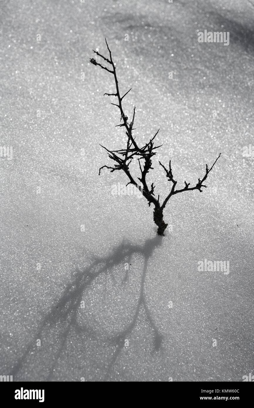 dried branch like lonely tree metaphor snow winter desert Stock Photo