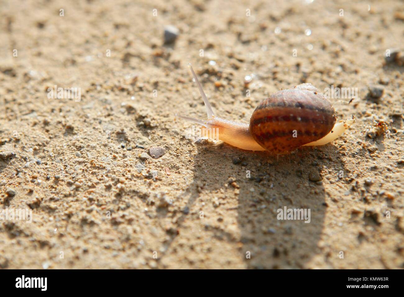 Brown snail backlight clay desert soil Stock Photo Alamy